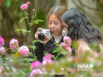 福州茶亭公園：最美月季速速賞 愛(ài)心故事慢慢品