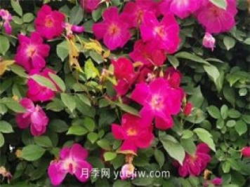 荊州開發(fā)區(qū)西干渠的藤本月季開花啦，千米月季花墻來打卡