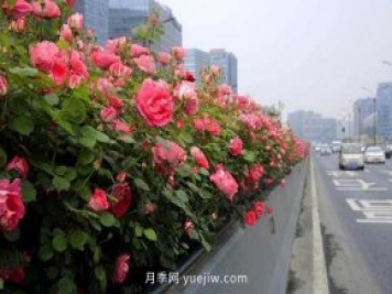132萬株高架月季陸續(xù)綻放 杭州迎來“月季時間”