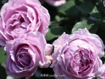 月季新品種，暗戀的心月季，陽臺(tái)有它四季看花