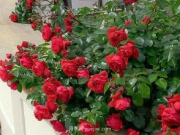 12個藤本月季品種推薦，造型適合月季花柱和拱門