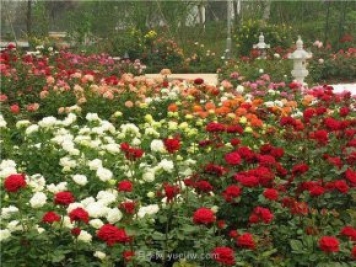 上海顧村公園500多畝月季正處盛花期，5.1期間置身于月季花海