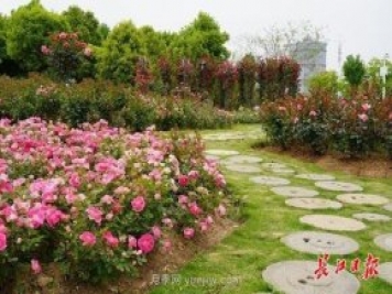 武漢滿街月季開放，近百座公園進(jìn)入盛花期