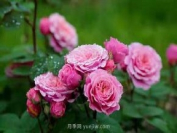 上海顧村公園月季園5月游園正當(dāng)時(shí)，535畝月季浪漫盛放