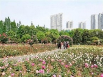 武漢市第十三屆月季展，青山和平公園等你來打卡