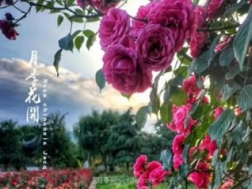 中國月季園千畝月季花開，南陽月季人間仙境打卡圣地