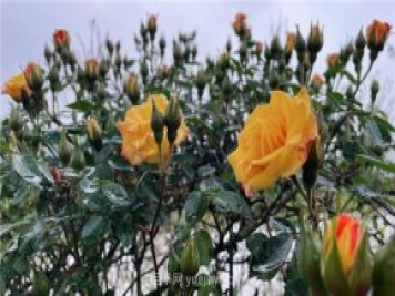 襄城無(wú)處不飛花，襄陽(yáng)首屆月季文化旅游節(jié)開(kāi)幕