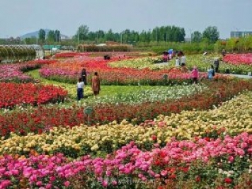 南陽世界月季大觀園西園二期開放，第十二屆南陽月季花會等你來