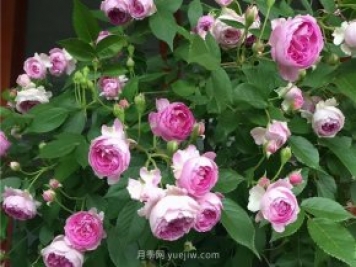 瑪姬嬸嬸月季，別被名字嚇跑，勤花超級花多