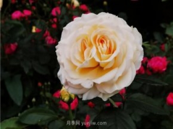 淮南市花月季盛開(kāi)，來(lái)舜耕山風(fēng)景區(qū)欣賞