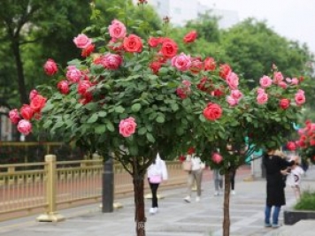 樹月，什么是樹狀月季？哪有賣的？