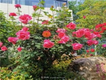 月季花開(kāi)正盛，期待市花城市建設(shè)