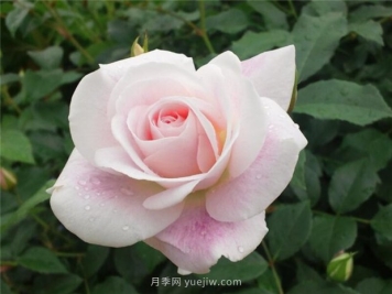腮紅冰山月季的優(yōu)缺點是什么？