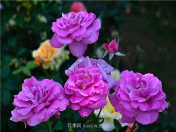 南昌濱江月季園，帶你去看天下風流的江西月季花