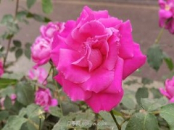 北京月季花花世界中，高貴的紫色月季醉迷人
