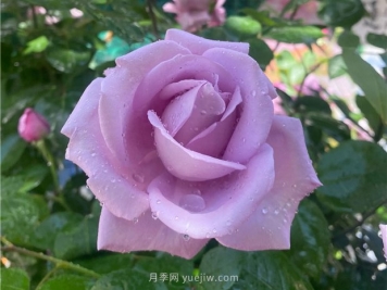 藍色尼羅河月季