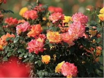西安航天基地“初夏限定款”月季花，邀您來賞！