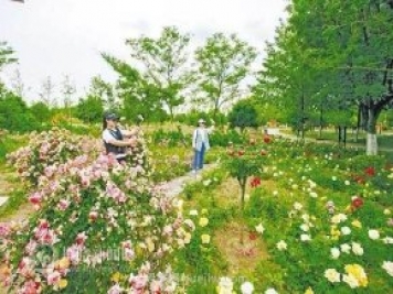 宿州植物園月季花開醉游人