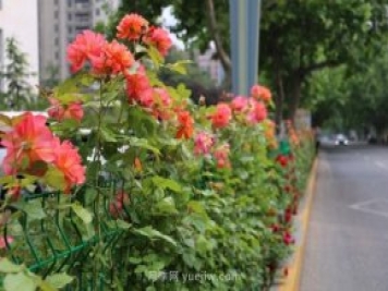 月季花開香滿城，濟南章丘區(qū)月季進入盛花期