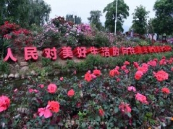 南陽(yáng)月季：總書記向我詢問月季花球新品種