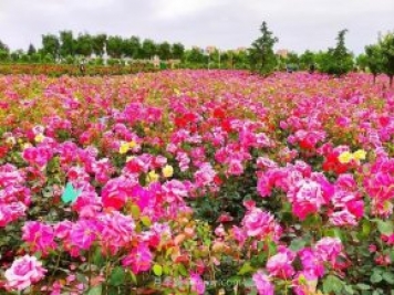 月季花開相約咸陽，去咸陽看月季