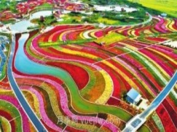 6000余種月季扮靚南陽“世界月季名城”