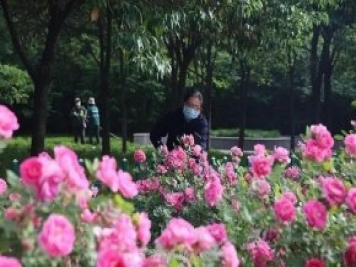 邢臺市花月季綻放！月季花城進入觀賞期