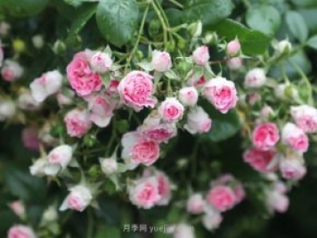推薦4個品種，皮實好養(yǎng)開花量大，打造藤本花瀑布