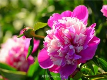 新疆昌吉濱河公園，牡丹花開，千姿百態(tài)
