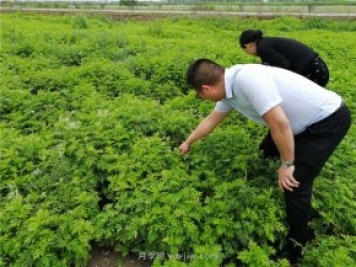 社旗艾草產(chǎn)業(yè)，艾成熟香滿(mǎn)田