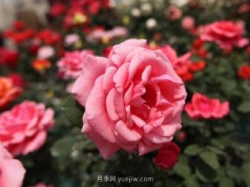 粉扇月季，月季樹造型美，花大色艷四季有花香