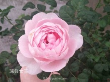 瑞典女王養(yǎng)護(hù)經(jīng)驗(yàn)分享