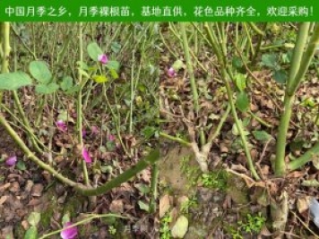 月季網(wǎng)：月季裸根苗的選購、栽植、肥水、養(yǎng)護技術(shù)大全