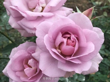 紫色慕莎月季的優(yōu)缺點(diǎn)是什么？