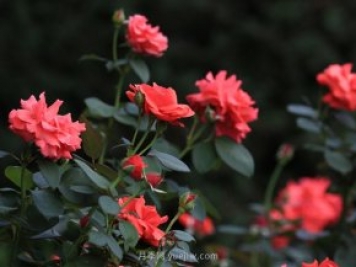 月季，盛開(kāi)在山野的玫瑰(原創(chuàng)散文)