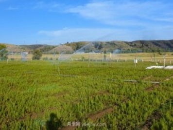管涔山林局：科學優(yōu)化苗木結構 全力培育良種壯苗