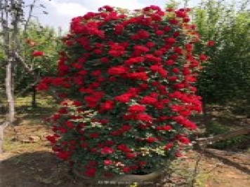 造型月季，月季花柱批發(fā)
