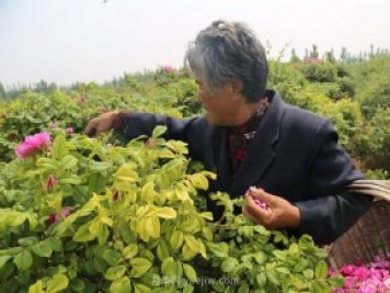 新鄉(xiāng)輝縣：繽紛玫瑰撲鼻香 幸?；ㄩ_富老鄉(xiāng)