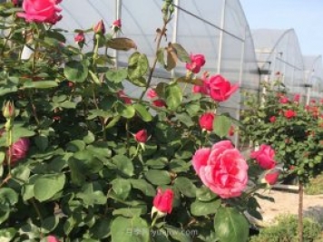 月季花的種子如何播種？需要注意哪些事項(xiàng)？
