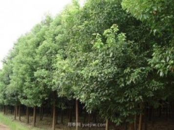 香樟樹分布范圍和經(jīng)濟價值