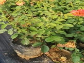 2021年紅從容一年生月季批發(fā)浙江江蘇