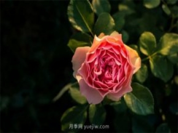 昆明李淑斌深山搞科研，為晉寧月季插“芯片”