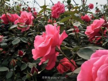 北京街頭萬千姿態(tài)的月季花，你喜歡哪一個