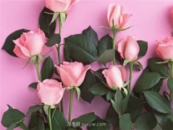 從1-9394朵玫瑰花語加圖片，送花原來這么多講究！