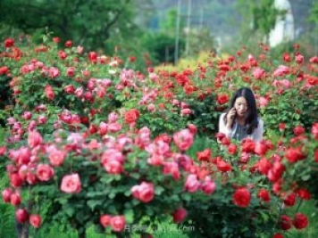 花卉旅游，“花為媒”帶動“美麗經(jīng)濟”升級