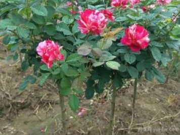小高桿月季移植必須要帶土球嗎？