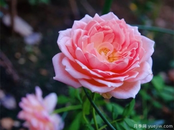 銀禧慶典月季復(fù)花超快，口碑極佳