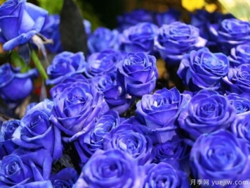 藍(lán)色妖姬玫瑰的花語是什么?藍(lán)色妖姬玫瑰的寓意和象征