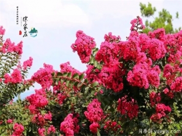 清遠(yuǎn)英德徐家莊生態(tài)旅游景區(qū) 紫薇花開得正艷