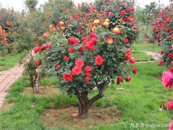 超百年的古樁月季，一樹花開多色，世上罕見